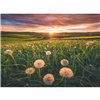 Puzzle Ravensburger Dandelions