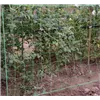 Verkko - kasvituki 2x20m Gardlov 23980