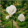 Solar lamp rose Gardlov 25282