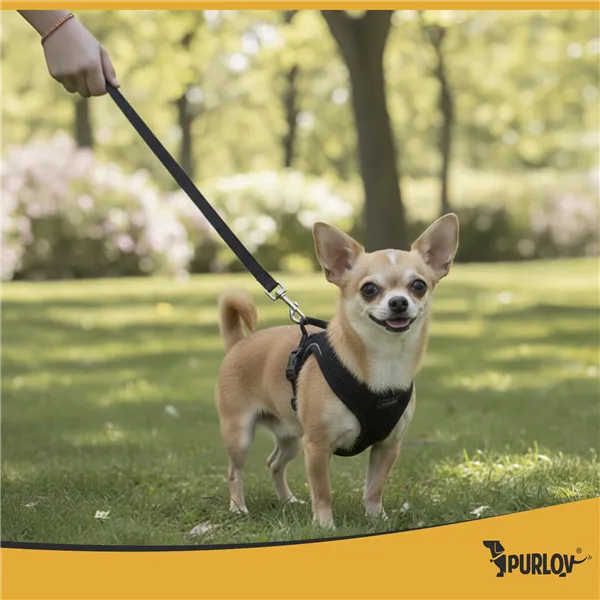 Pressure-free harness for animals XS Purlov 26869