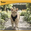 Pressure-free harness for animals XS Purlov 26869