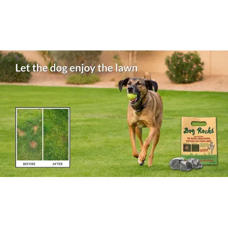 Dog Rocks muru uriinilaikude vastased kivid