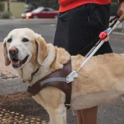 Ruffwear Audible Beacon™ Safety Light
