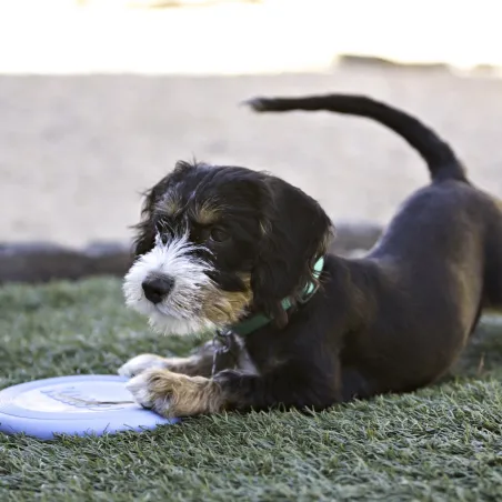 KONG Puppy lendav taldrik S