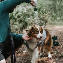 Kurgo Mud Dog reisidušš pudeli otsik