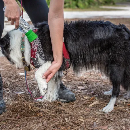 Kurgo Mud Dog reisidušš pudeli otsik