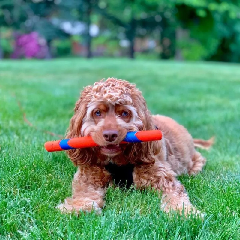 Chuckit! viskepulk Ultra Fetch Stick M/L