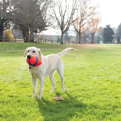 Chuckit! Fumble Fetch S