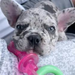 Nylabone närimise mänguasi kutsikatele Puppy Chew Teething Pacifier Bacon XS