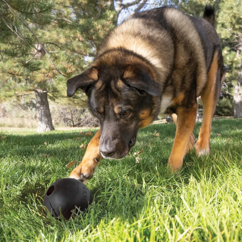KONG pall Extreme Ball L auguga