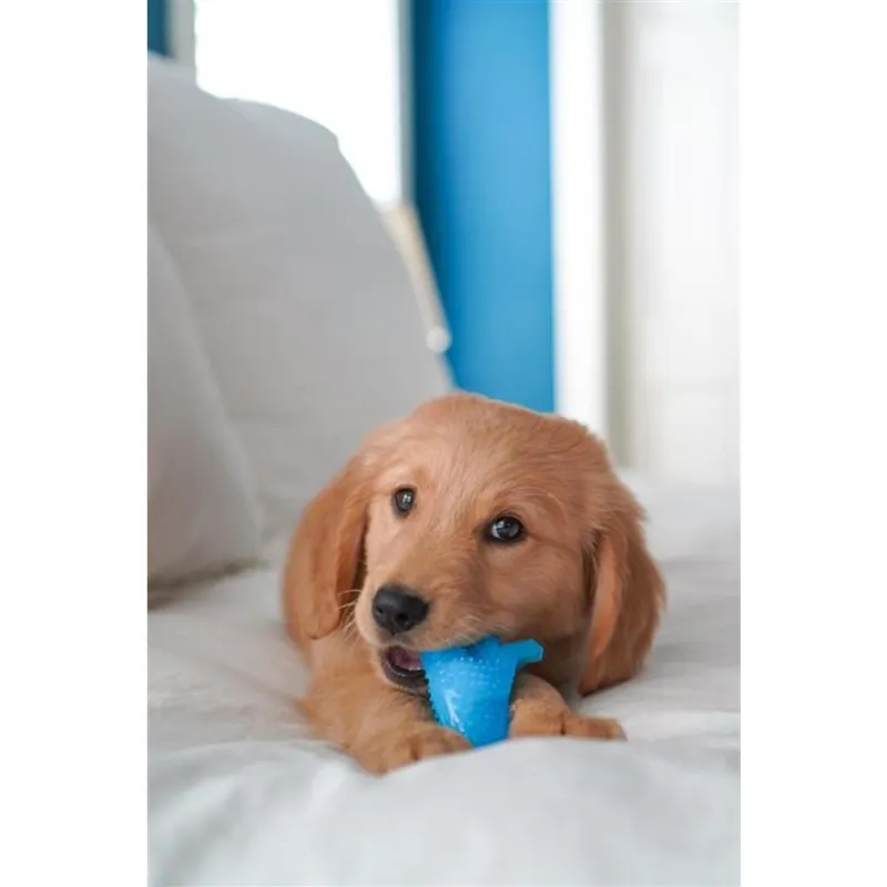 Nylabone kutsika närimismänguasi kanamaitseline Puppy Dino dental chicken S