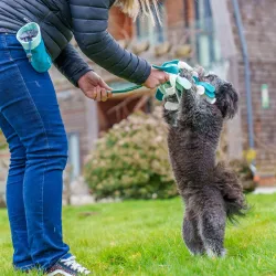 Coachi Puppy & Mini Tuggi Spider Teal & Mint