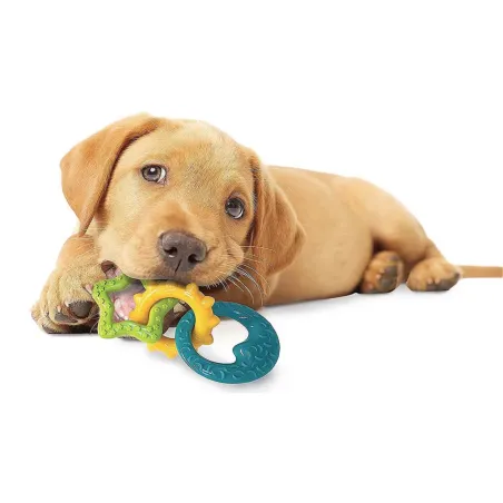 Nylabone närimisrõngas kutsikatele Puppy Teething Rings Bacon Extreme