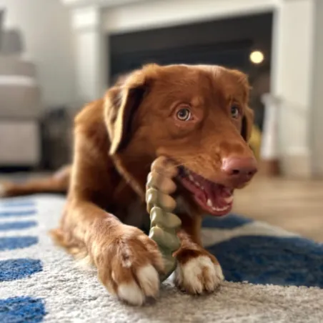 Nylabone Power Chew Gator Tail Alternative – kõva kanamaitseline närimismänguasi