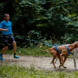 Musher ANVIK bungee jalutusrihm kahele koerale