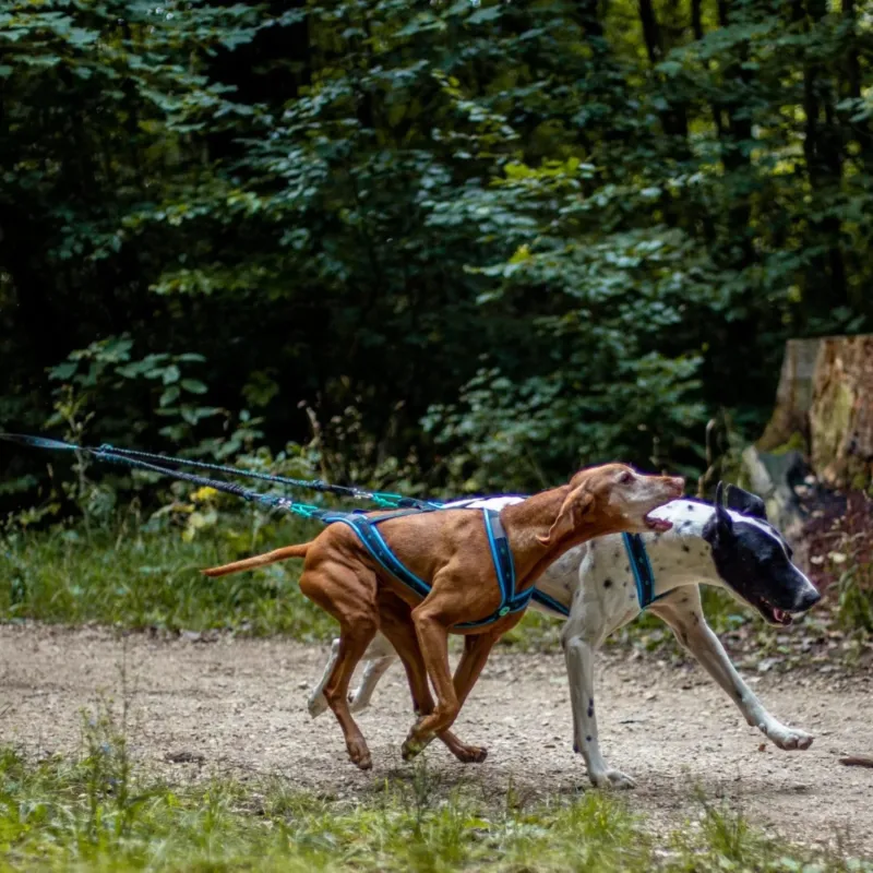 Musher ANVIK bungee jalutusrihm kahele koerale