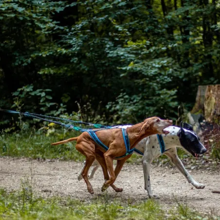 Musher ANVIK bungee jalutusrihm kahele koerale