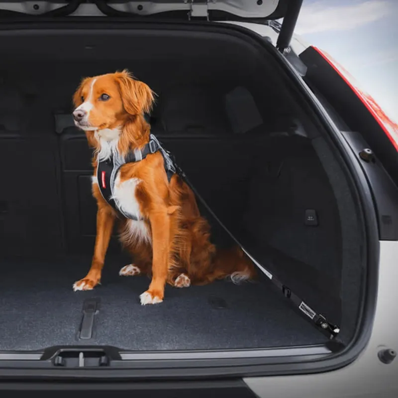 Ezydog turvavöö kinnitus auto pagasiruumi/ tagaistmele Click ISOFIX Cargo