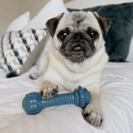 Nylabone närimise kont peekonimaitseline Power Chew Ocean Nylon Barbell Bacon M