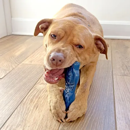 Nylabone närimismänguasi veisemaitseline Power Chew Ocean Nylon Teddy Bear Bone Beef Jerky L