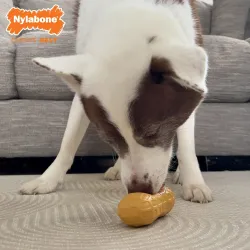 Nylabone närimismänguasi maapähklivõiga Strong Chew Peanut Treat Toy Peanut Butter
