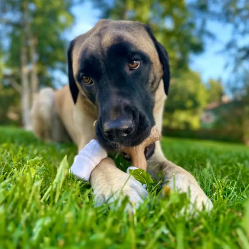 Nylabone Strong Chew pulk vahukommi ja maapähklivõi lõhnaga Marshmallow Stick