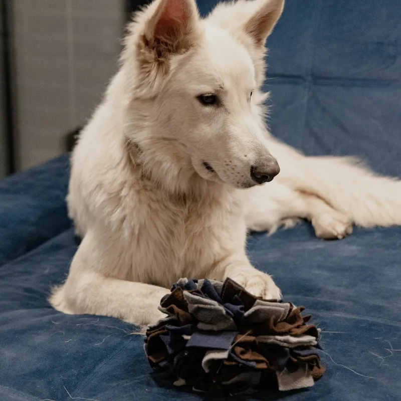 Dingo nuuskimispall Sensory Snuffle Ball 18 CM