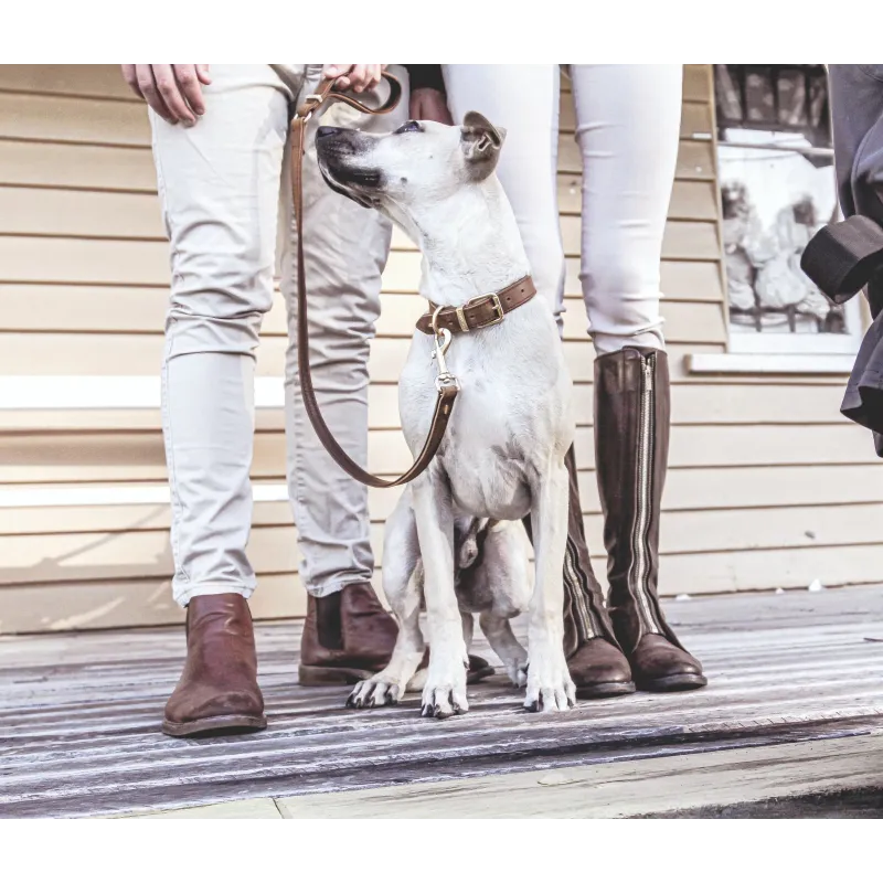Ezydog nahast jalutusrihm Oxford