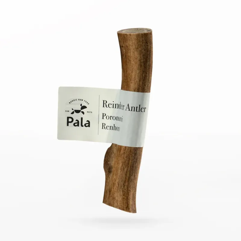 Pala põhjapõdrasarv