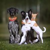 LED mājdzīvnieku kaklasiksna Petlux InnovaGoods