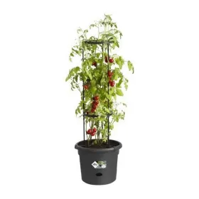 Pušķi Elho Basics Tomato Melns (Ø 33 cm)