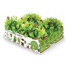Auginimo rinkinys Batlle Baby Leaves Salotos 40 x 29 x 10,5 cm 2,6 Kg