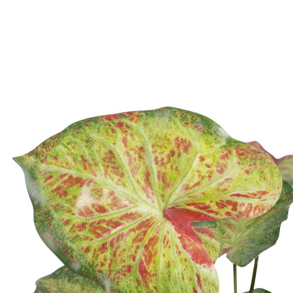 Dekoratyvinis augalas 48 x 46 x 55 cm Raudona Žalia PVC