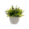 Dekoratīvs Augs Ibergarden Plastmasa Цветы 21 x 20,6 x 21 cm (8 gb.)