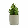 Dekoratīvs Augs Ibergarden Plastmasa Sukulents 12 x 24 x 12 cm (6 gb.)