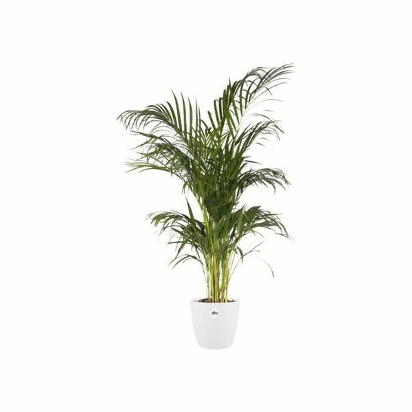 Stiklainis Elho 5642723015000 Balta polipropileno Plastmasinis Apskritas