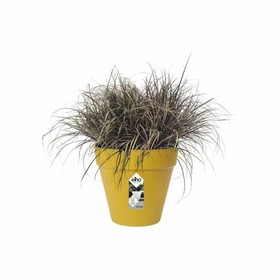 Pušķi Elho Loft Urban 25 Dzeltens Ø 24,5 x 22,2 cm