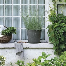 Flower Pot Dish Deroma