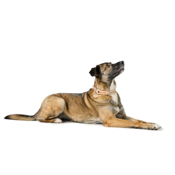 Dog collar Hunter Malia Beige M 40-49 cm