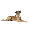 Dog collar Hunter Malia Beige M 40-49 cm
