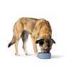 Dog Feeder Hunter OSBY GLAZED Blue Ceramic 1,9 L