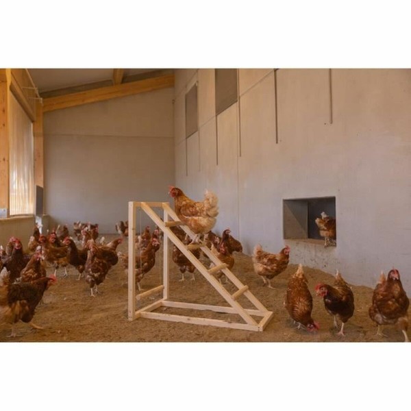 Staircase Kerbl Chicken