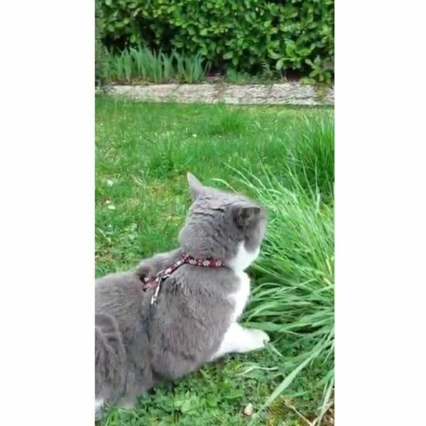 Dog collar Aimé