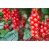 Anti-bird netting Nature Primo Melns Polietilēns 5 x 2 m
