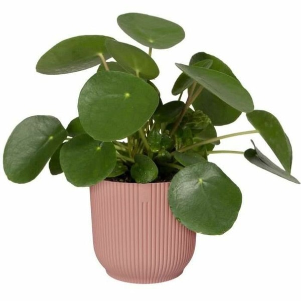 Stiklainis Elho   Ø 30 cm Plastmasinis