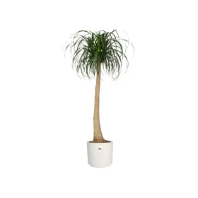 Pušķi Elho Balts Zaļš Plastmasa 30 x 30 x 28 cm