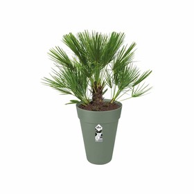 Pušķi Elho Zaļš Ø 34 cm Plastmasa Apaļš Moderns