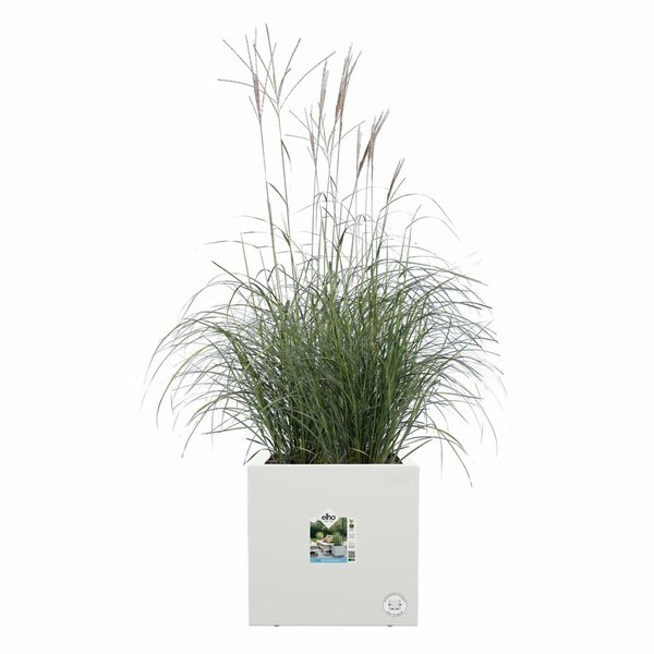 Pušķi Elho 29,5 x 29,5 x 49,5 cm Balts Plastmasa Kvadrāta Moderns