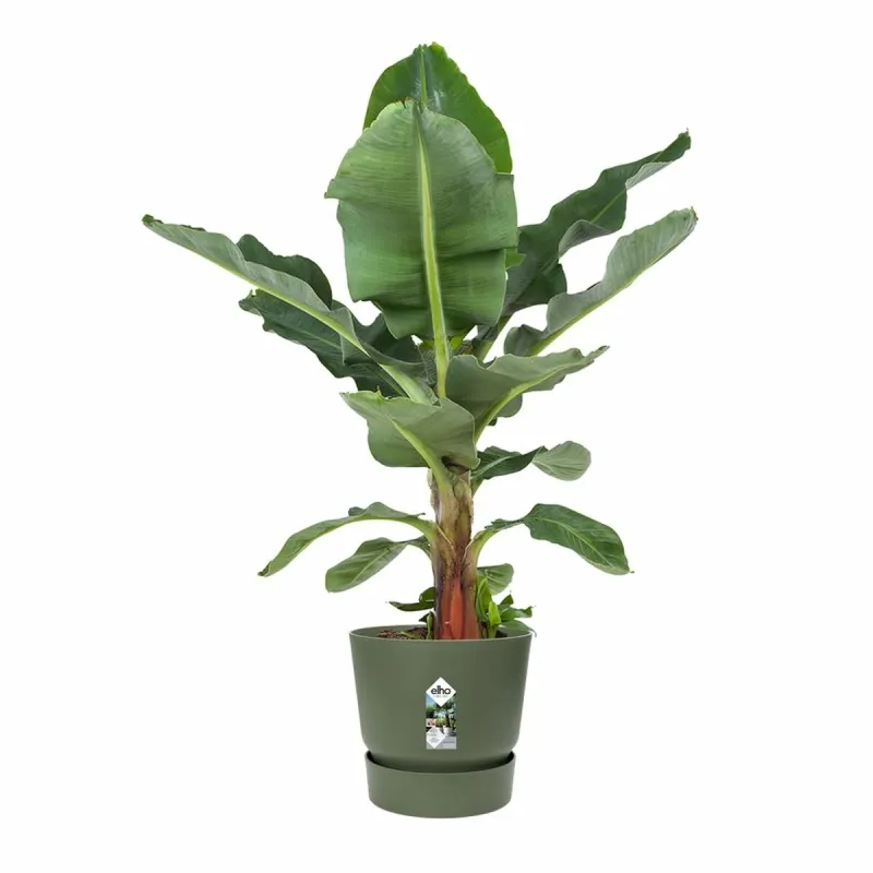 Банка Elho Зеленый Ø 55 cm Пластик