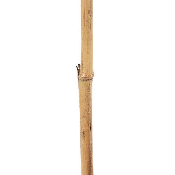 Zars Bēšs Bambuss Dabīgā Šķiedra Zieds 8 x 8 x 156 cm